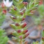 Sedum moranense Habit