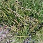 Carex testacea Lapas