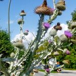 Onopordum acanthium Flower