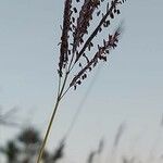 Bothriochloa ischaemumFlower