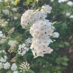 Spiraea cantoniensis Цвят