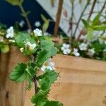 Bacopa repens Feuille