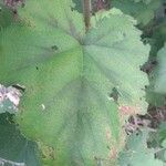 Rubus alceifolius Leaf