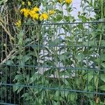 Rudbeckia nitida Habit