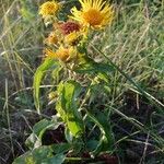 Inula britannica Alkat (teljes növény)