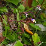 Mazus dentatus Habit