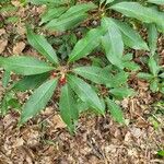 Illicium floridanum Blatt