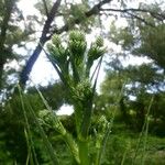 Eryngium yuccifolium Blomst