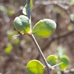 Lycium boerhaviifolium