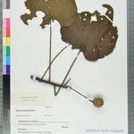 Hibiscus palmatifidus Otro