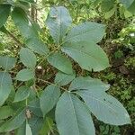 Carya ovata Leaf