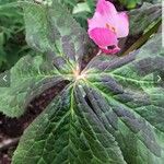 Podophyllum hexandrum Leht