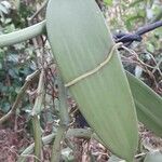 Vanilla planifolia 叶