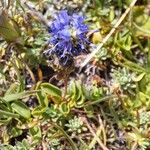 Veronica nummularia 花