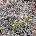 Limonium bellidifolium ফুল