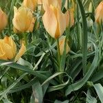 Tulipa linifolia Hábitos