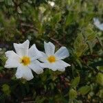 Cistus monspeliensis Floare