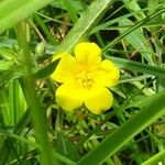 Ludwigia grandiflora Blüte