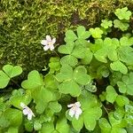 Oxalis montana Květ