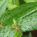 Lonicera acuminata Leaf