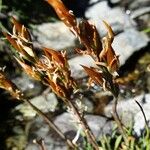 Narthecium ossifragum Fruit