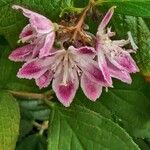 Deutzia crenata Blüte