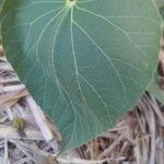 Abutilon exstipulare Leaf