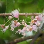 Syzygium cordemoyi Flor