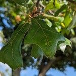 Quercus marilandica Leaf