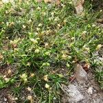 Sagina procumbens موطن