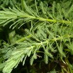 Myriophyllum aquaticum Leaf