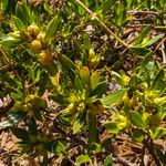 Ernodea littoralis Fruto