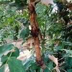 Berberis japonica 樹皮