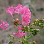 Lagerstroemia speciosaBlüte