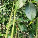 Rhizophora mucronata Leaf