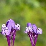 Linaria amethystea Flor