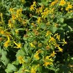 Senecio hercynicus Leaf