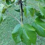 Sterculia apetala ᱥᱟᱠᱟᱢ