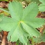 Alchemilla glabra Liść