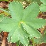 Alchemilla glabra Blad