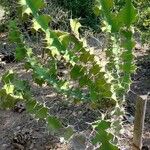 Euphorbia grandicornis Leaf