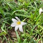 Zephyranthes candida Květ