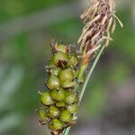 Carex liparocarpos Fruit