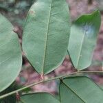Dialium bipindense Blatt