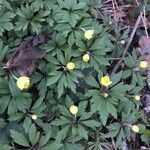 Anemone ranunculoides Flor