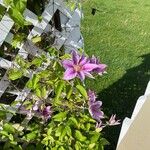 Clematis patensফুল