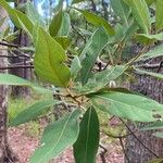 Persea borbonia Feuille