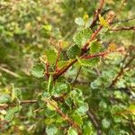 Betula nana Leaf