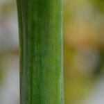 Hippeastrum reginae Bark