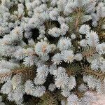 Picea pungensFolio